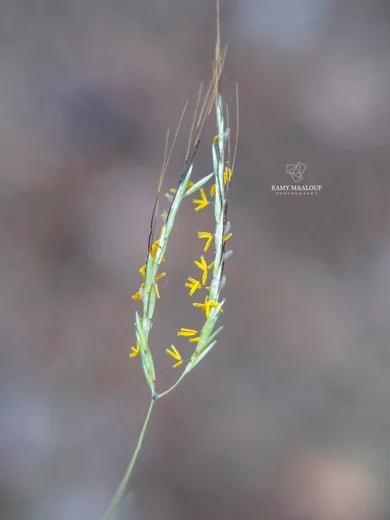 حمرور أشعر