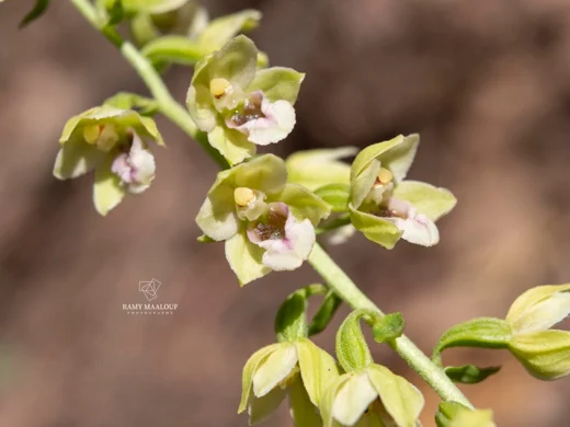 Epipactis helleborine subsp. tremolsii