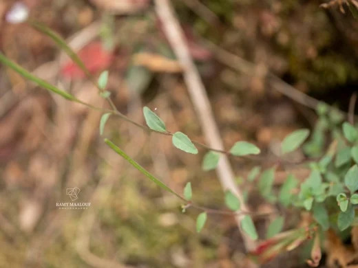 Epilobium lanceolatum