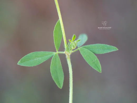 Trifolium farayense