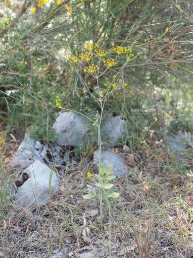 Heptaptera anisopetala