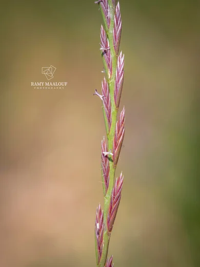 Lolium rigidum