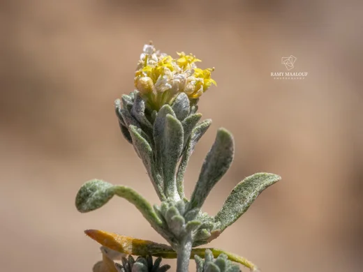 Odontarrhena condensata subsp. flexibilis