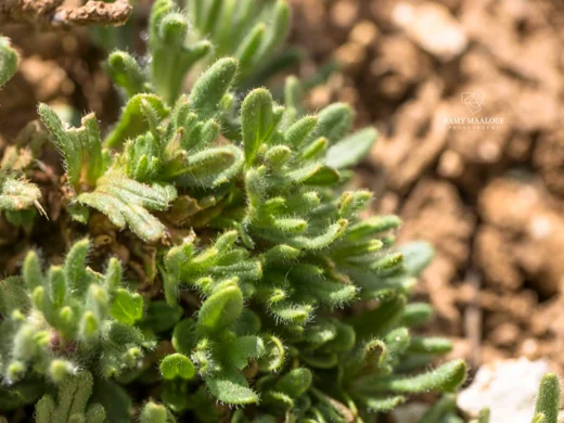 Ajuga chamaepitys subsp. tridactylites