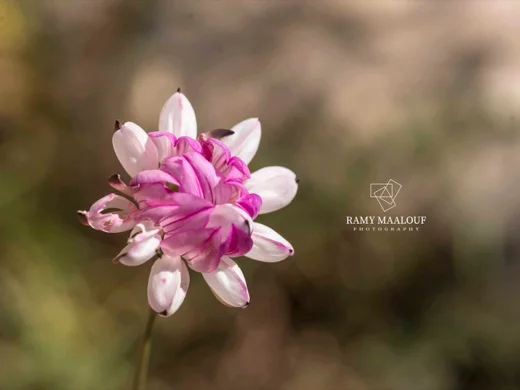 Coronilla libanotica