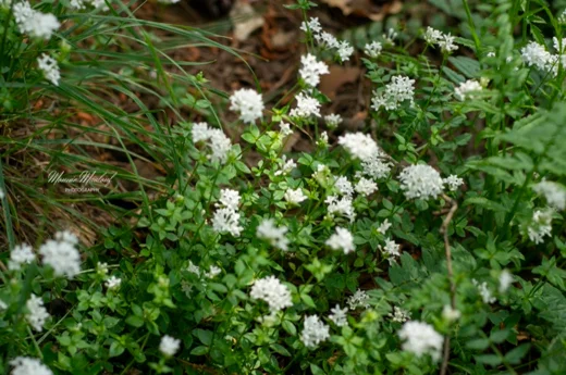 Asperula libanotica