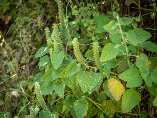 Teucrium stachyophyllum