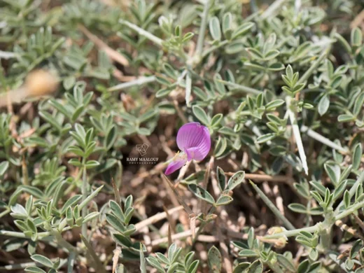 عنبريس أقرن