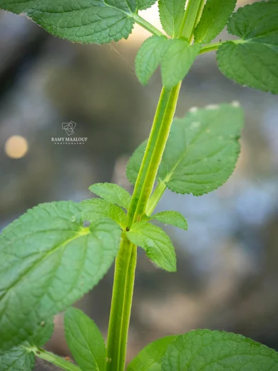 Scrophularia macrophylla