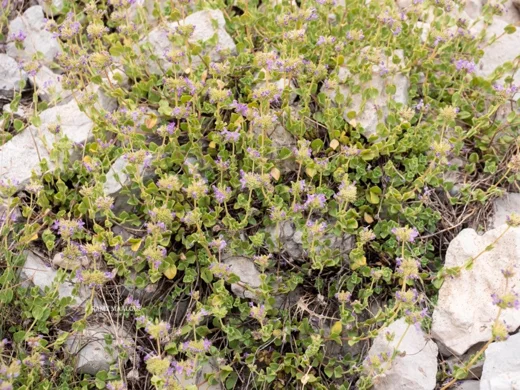 Cyclotrichium origanifolium