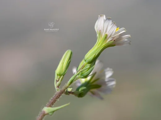 خس شعري