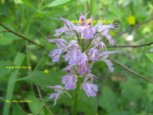 Neotinea tridentata