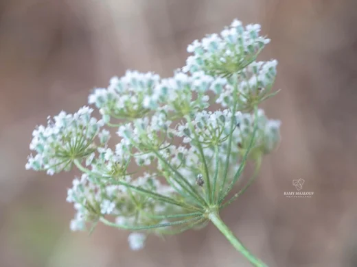 Pimpinella peregrina
