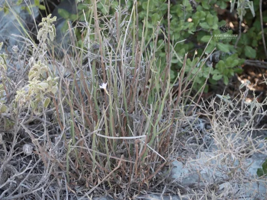 Astartoseris triquetra