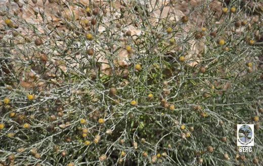 صوفان الصُّخور