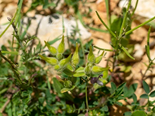 Dichodon cerastoides