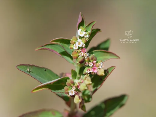 Euphorbia indica