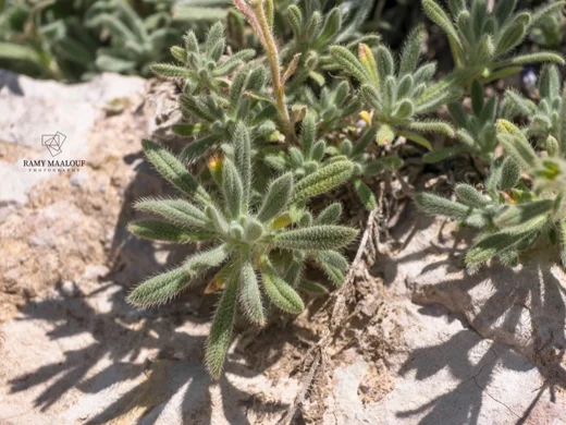 Onosma caerulescens