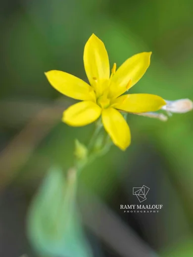 Blackstonia perfoliata
