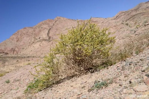 قيسون