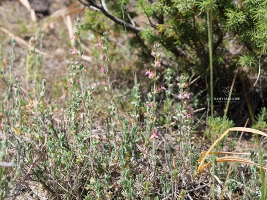 Teucrium divaricatum subsp. divaricatum