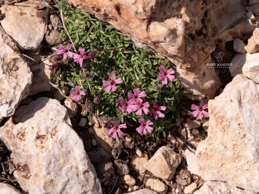 Saponaria pumilio