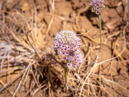 Allium rupicola