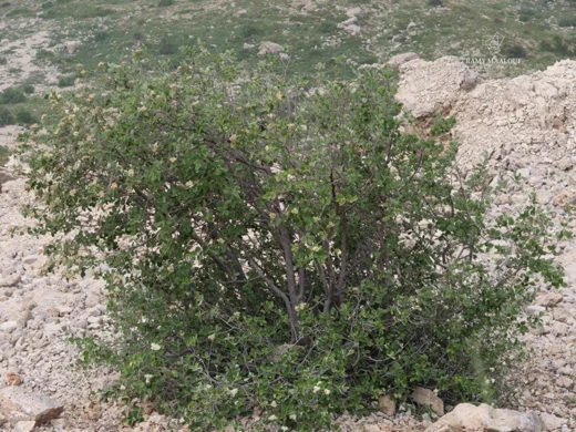 Aria umbellata