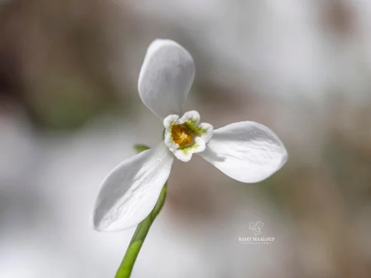 Galanthus fosteri