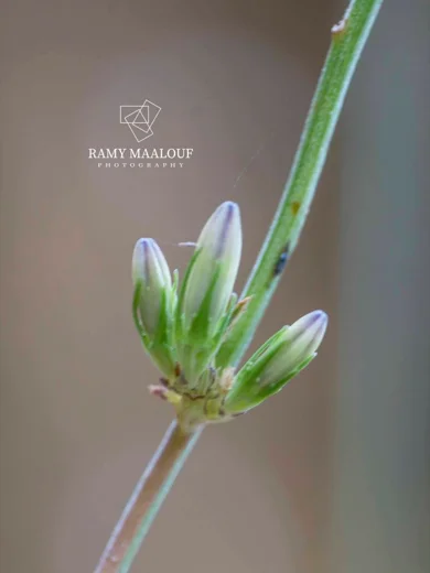 Campanula rapunculus subsp. lambertiana