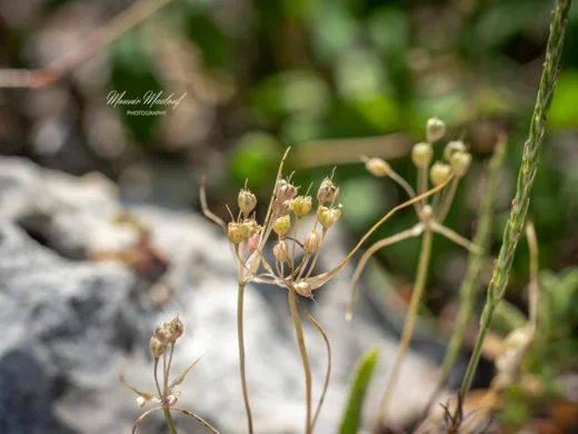 Allium sp. (Zeraaya)