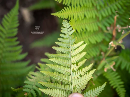 Dryopteris pallida