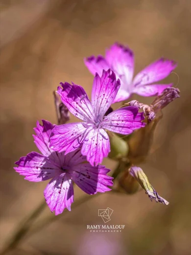 Dianthus strictus subsp. multipunctatus