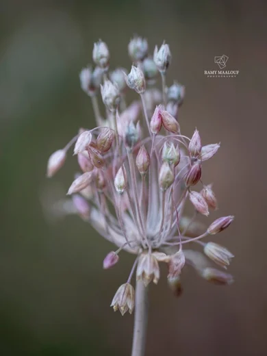 Allium longispathum
