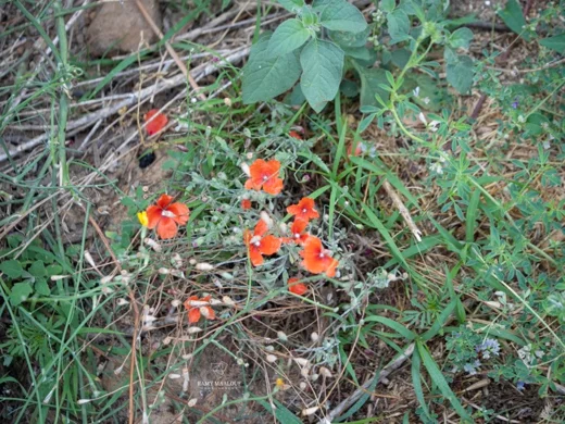 Papaver dubium