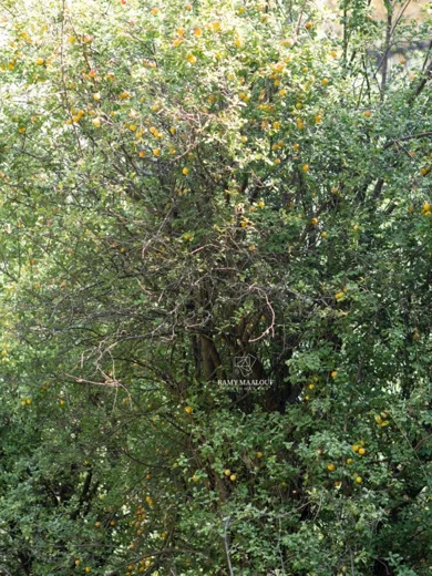 Prunus ursina