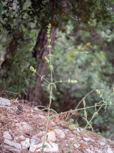 Sideritis pullulans