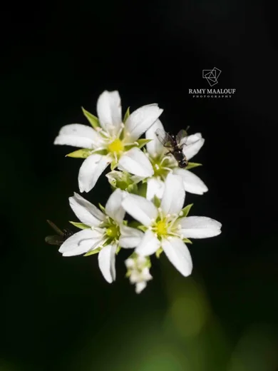 Sabulina juniperina