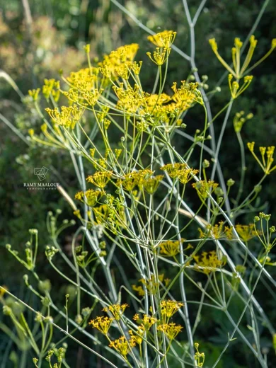 Heptaptera anisopetala