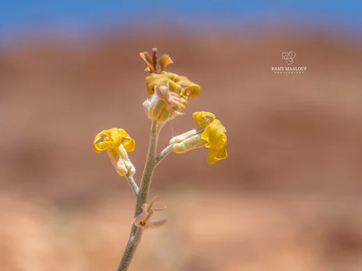 Matthiola damascena