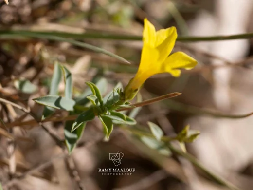 Linum toxicum