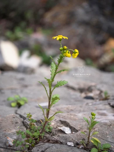 Senecio vernalis