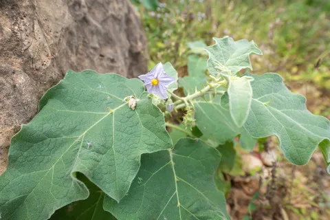 نسب المصنف - غير تجاري 4.0 دولي (CC BY-NC 4.0)- i naturalist.