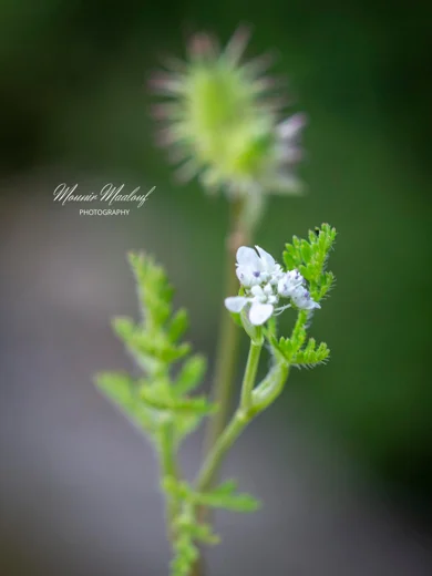 Orlaya daucoides