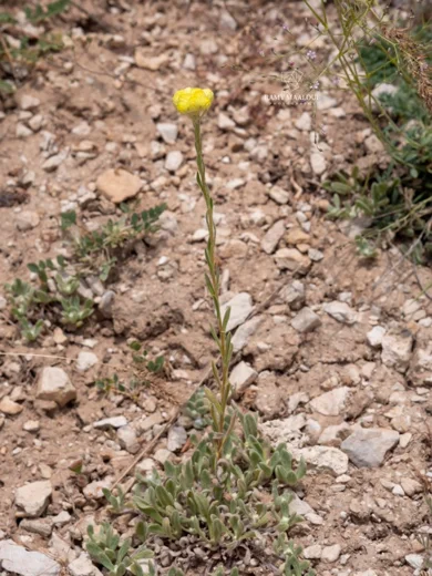 Helichrysum plicatum subsp. plicatum