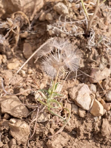 Tragopogon buphthalmoides