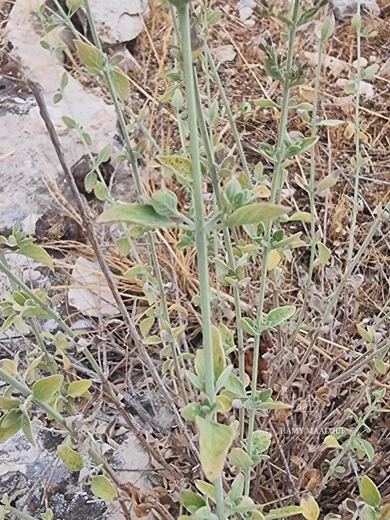 Micromeria fruticosa