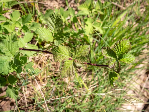 Rubus × collinus