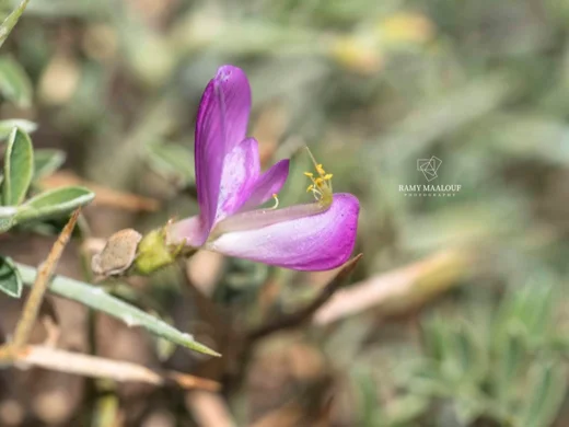 عنبريس أقرن