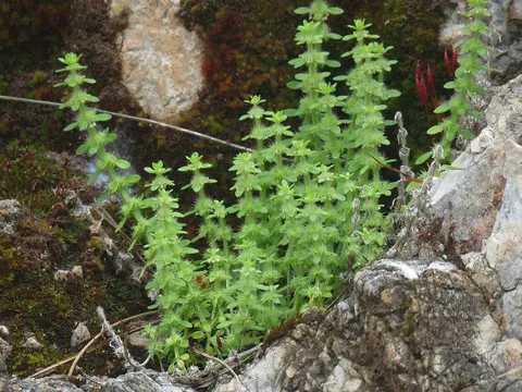 نسب المصنف - غير تجاري 4.0 دولي (CC BY-NC 4.0)- i naturalist.